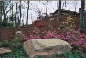 Hillside Boulder and Native Plants