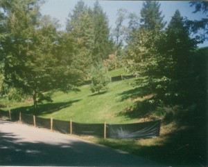 Hillside Grass From Seed - After