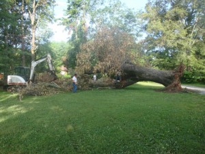 Hendersonville Tree Removal and Take Tree Down